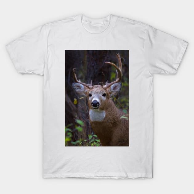 Battle Scars - White-tailed Buck T-Shirt by Jim Cumming